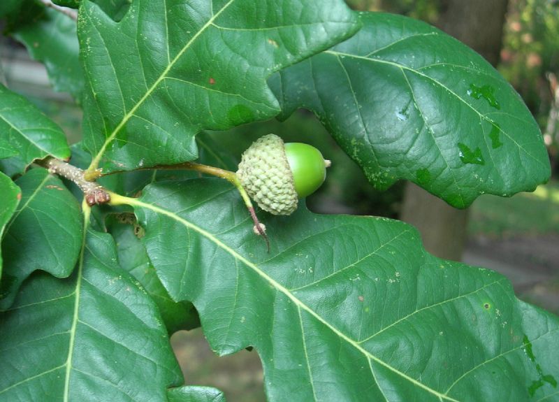 Fagaceae Quercus bicolor