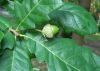 image of Quercus bicolor