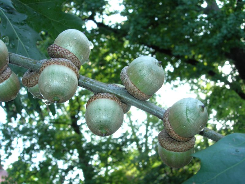 Fagaceae Quercus rubra