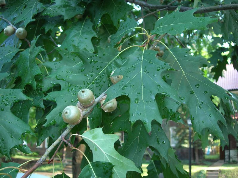 Fagaceae Quercus rubra