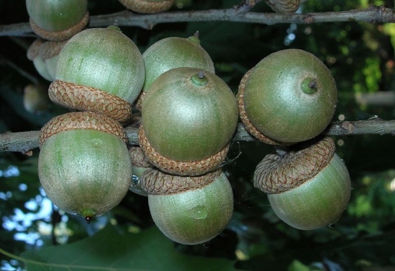 Fagaceae Quercus rubra