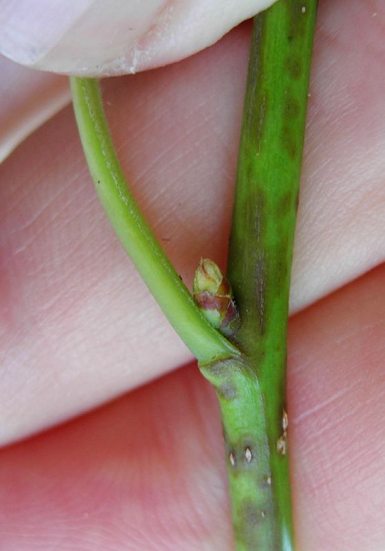 Nyssaceae Nyssa sylvatica