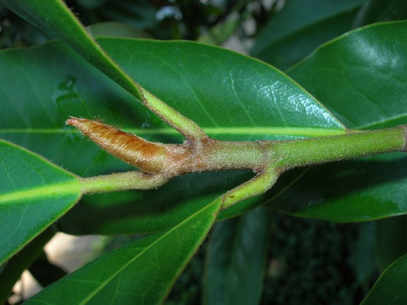 Magnoliaceae Magnolia grandiflora