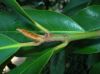 image of Magnolia grandiflora