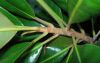 image of Magnolia grandiflora