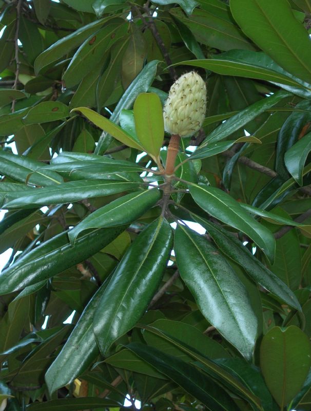 Magnoliaceae Magnolia grandiflora