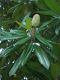 image of Magnolia grandiflora