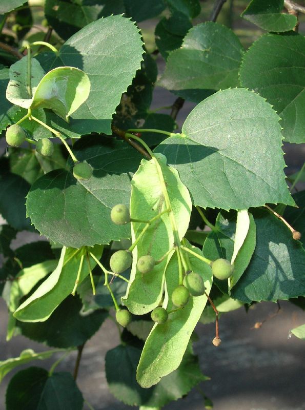 Tiliaceae Tilia cordata