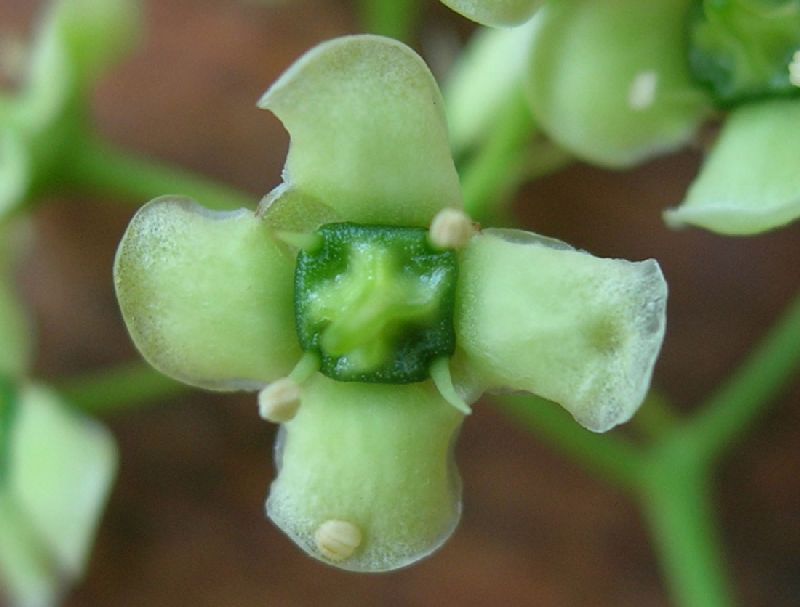 Celastraceae Celastrus 