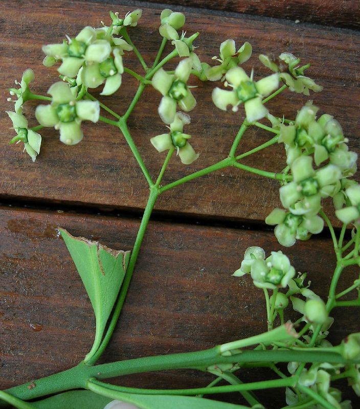 Celastraceae Celastrus 