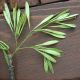 image of Fraxinus pennsylvanica