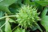image of Liquidambar styraciflua