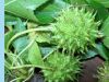 image of Liquidambar styraciflua