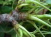 image of Liquidambar styraciflua
