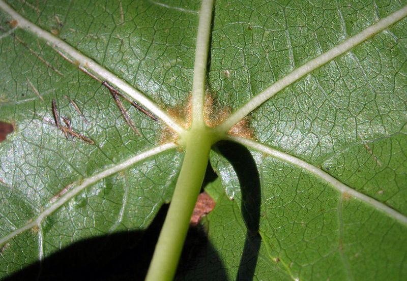 Altingiaceae Liquidambar styraciflua