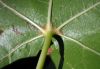 image of Liquidambar styraciflua