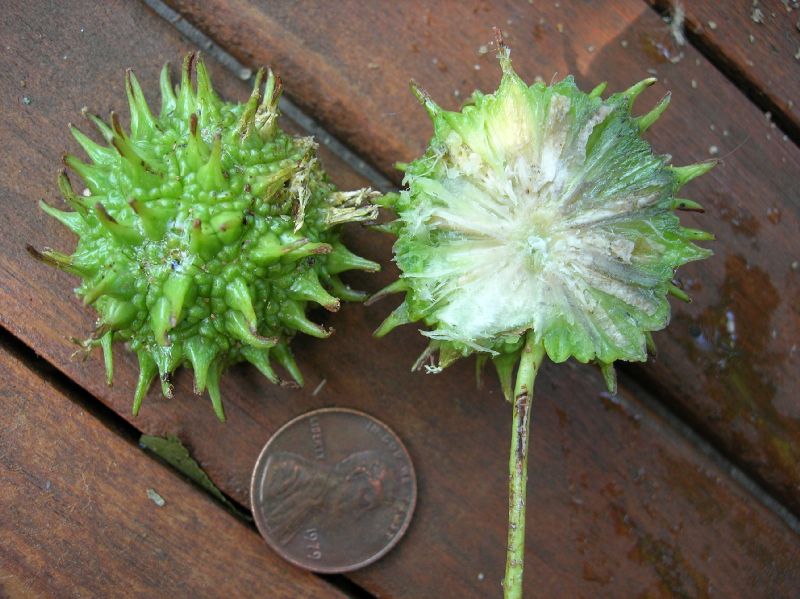 Altingiaceae Liquidambar styraciflua