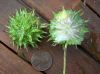 image of Liquidambar styraciflua