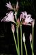 image of Lycoris squamigera