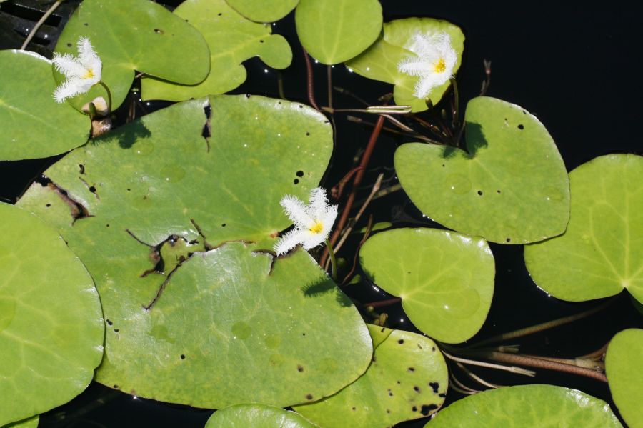 Menyanthaceae Nymphoides indica