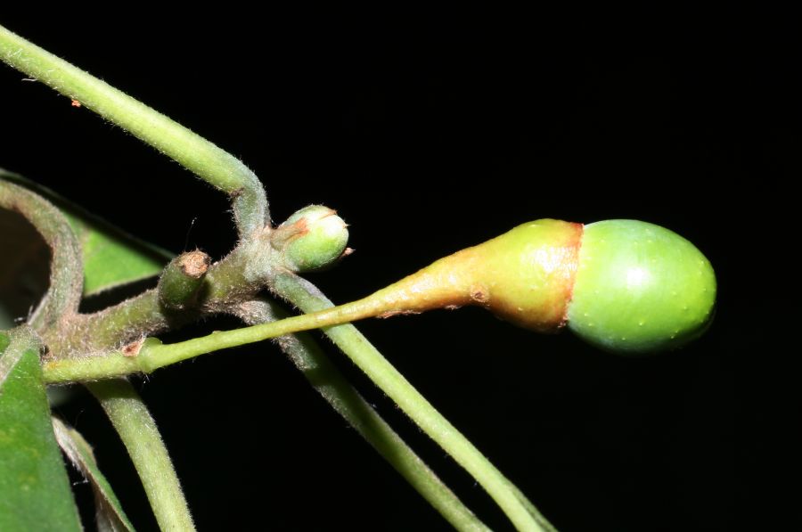 Lauraceae Sassafras albidum