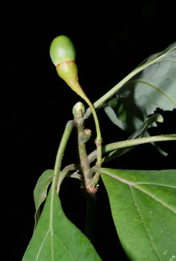Lauraceae Sassafras albidum