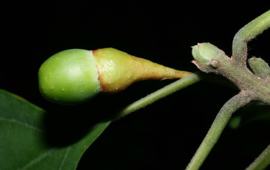 Lauraceae Sassafras albidum