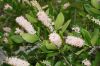 image of Clethra alnifolia