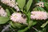 image of Clethra alnifolia