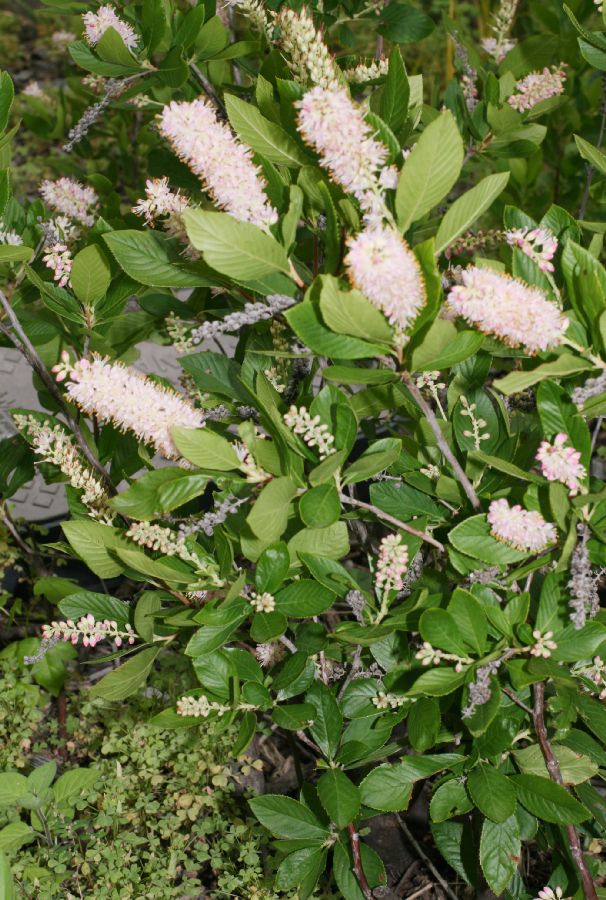 Clethraceae Clethra alnifolia
