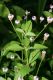 image of Lippia lanceolata