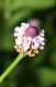 image of Lippia lanceolata