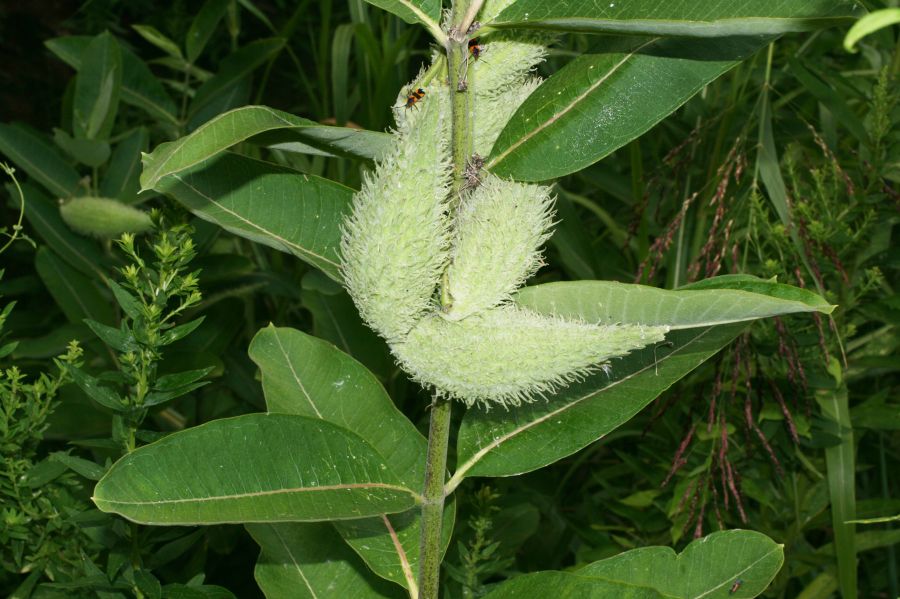 Apocynaceae Asclepias syriaca