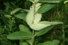 image of Asclepias syriaca