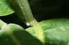image of Asclepias syriaca