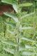 image of Asclepias syriaca