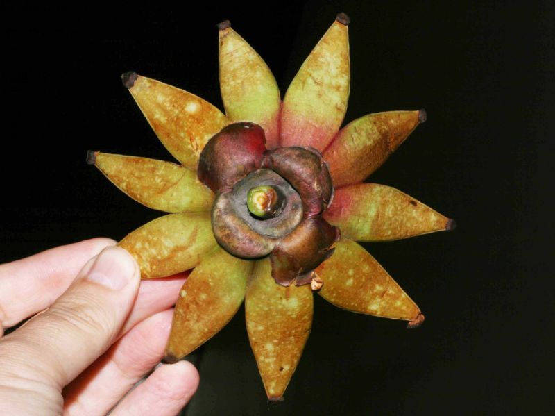 Clusiaceae Clusia rosea