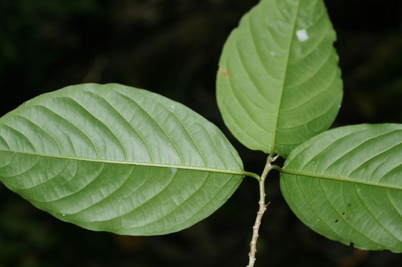 Rhamnaceae Colubrina spinosa
