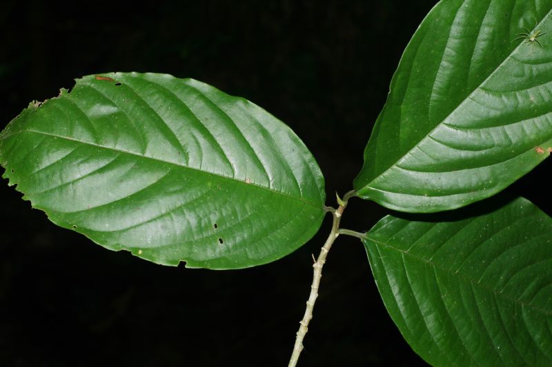Rhamnaceae Colubrina spinosa