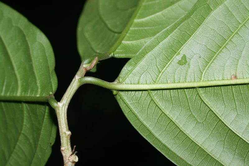 Rhamnaceae Colubrina spinosa