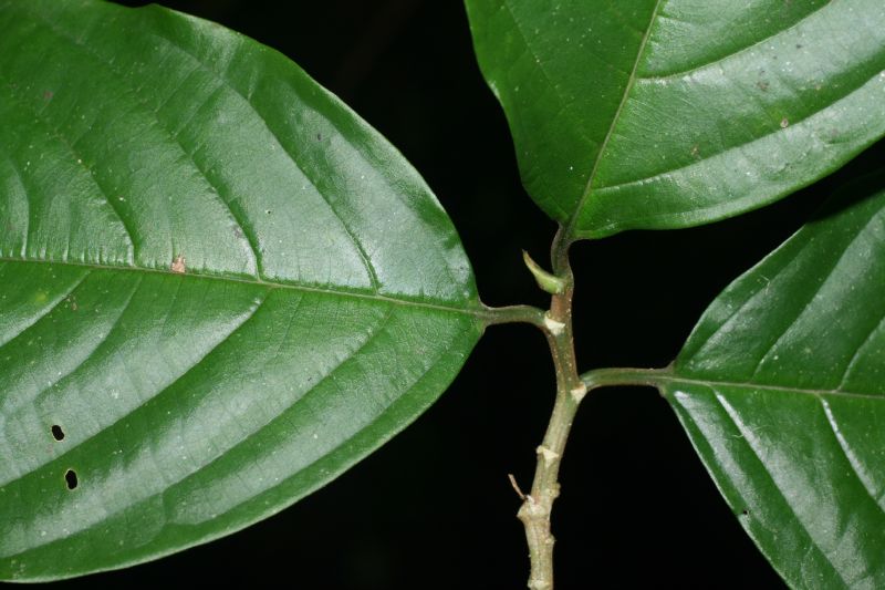 Rhamnaceae Colubrina spinosa