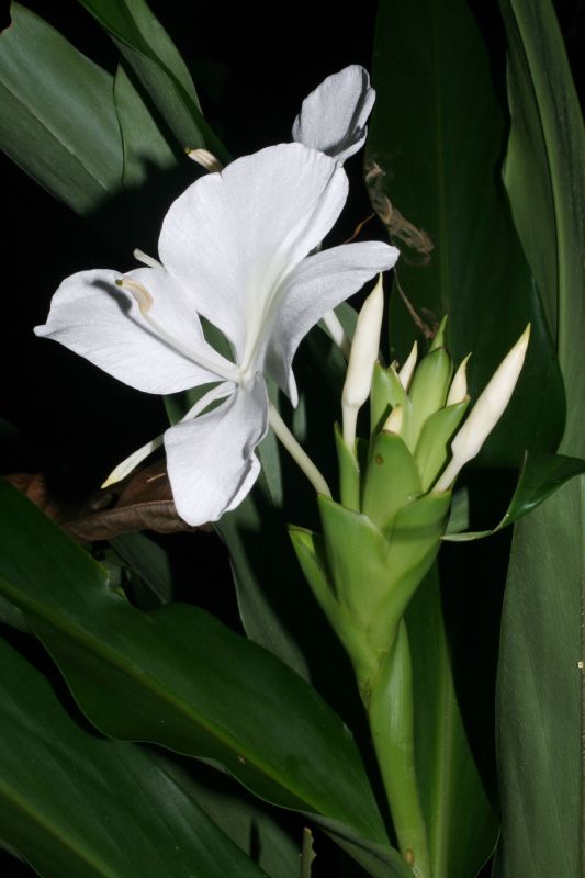 Zingiberaceae Hedychium coronarium