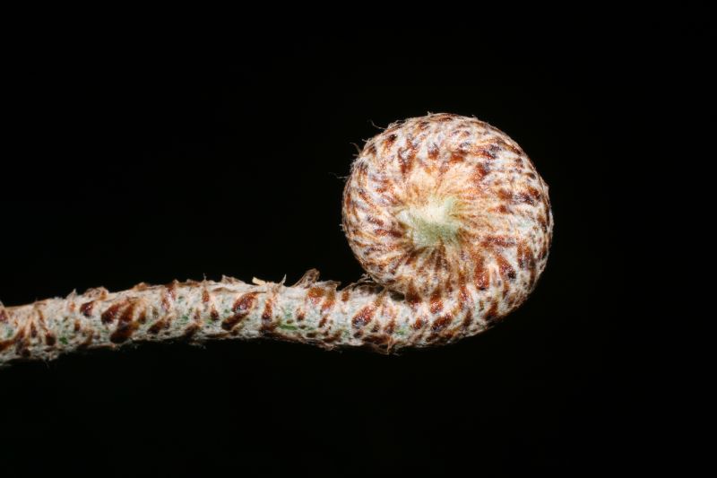 Nephrolepidaceae Nephrolepis brownii