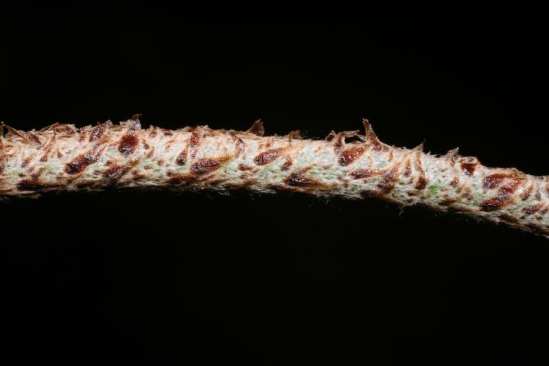 Nephrolepidaceae Nephrolepis brownii