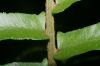 image of Nephrolepis brownii