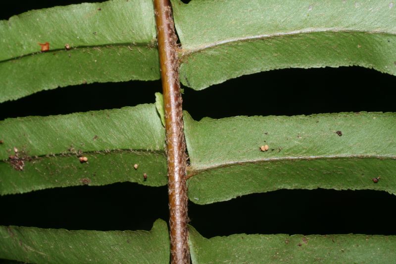 Nephrolepidaceae Nephrolepis brownii