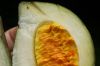 image of Stemmadenia donnell-smithii
