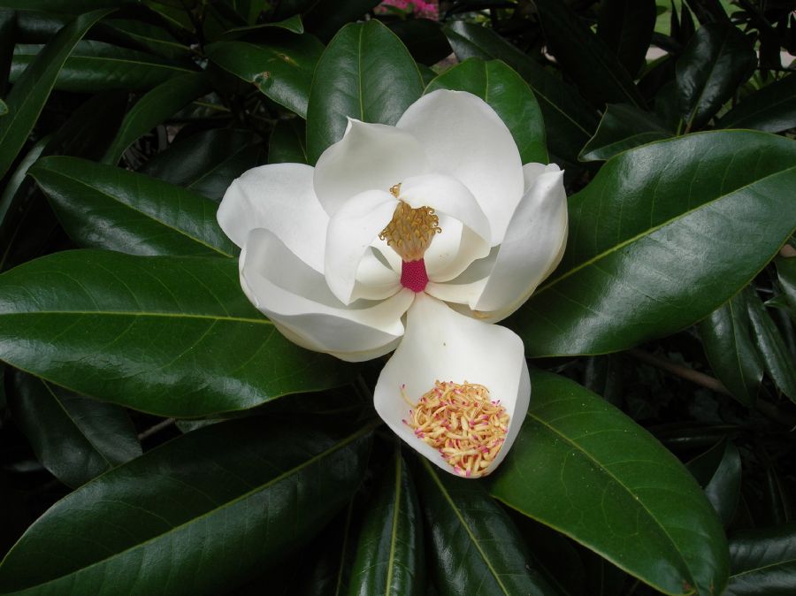 Magnoliaceae Magnolia grandiflora