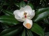 image of Magnolia grandiflora