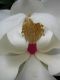 image of Magnolia grandiflora